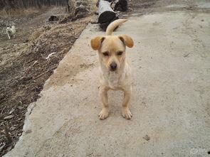 娱乐吃瓜酱小黄狗